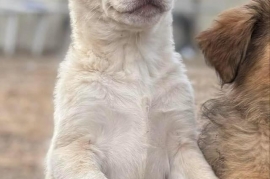 Shepherd
