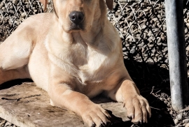 Shar-Pei