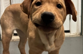 Shar-Pei