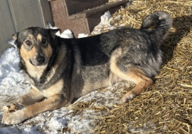 German Shepherd Dog