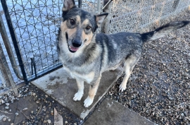 German Shepherd Dog