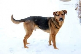 German Shepherd Dog