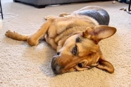 German Shepherd Dog