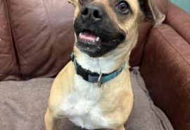 Pug