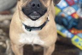 Pug