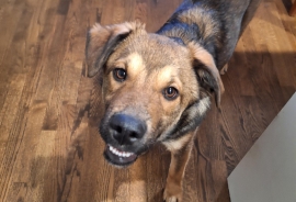 German Shepherd Dog