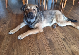 German Shepherd Dog