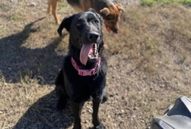Flat-Coated Retriever