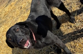 Flat-Coated Retriever