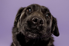 Black Labrador Retriever