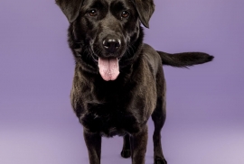 Black Labrador Retriever