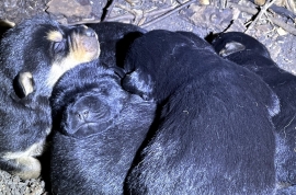 Mixed Breed