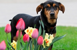 Mixed Breed