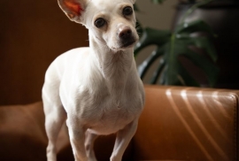 Chihuahua