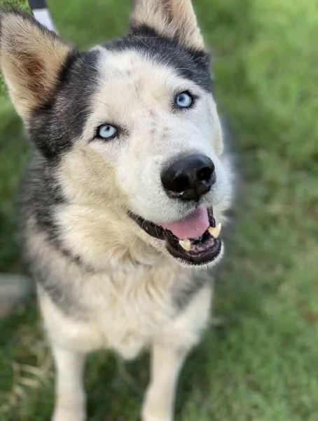 Siberian Husky