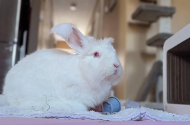 Angora Rabbit Angora Rabbit