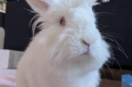 Angora Rabbit