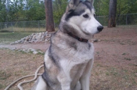 Mixed Breed