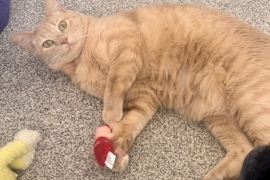 Domestic Short Hair Domestic Short Hair