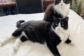 Domestic Long Hair Domestic Long Hair