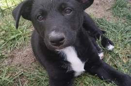 Black Labrador Retriever