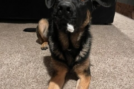 German Shepherd Dog German Shepherd Dog