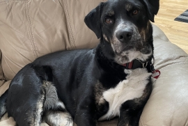 Labrador Retriever