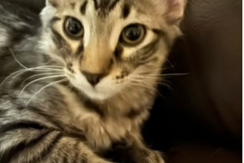 Domestic Short Hair Domestic Short Hair