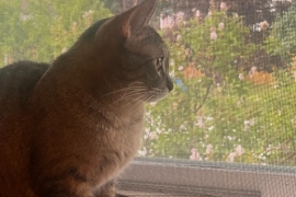 Domestic Short Hair Domestic Short Hair