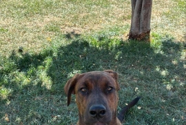 Pit Bull Terrier