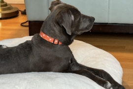 Pit Bull Terrier