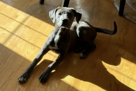 Pit Bull Terrier
