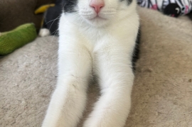 Domestic Short Hair Domestic Short Hair