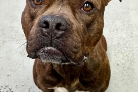 Pit Bull Terrier