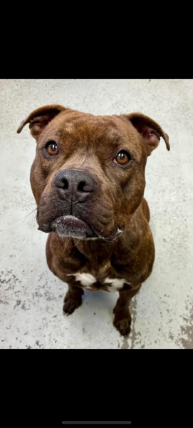 Pit Bull Terrier