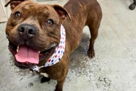 Pit Bull Terrier