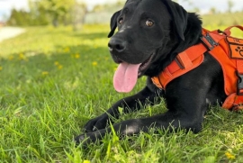Black Labrador Retriever