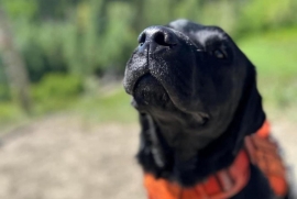Black Labrador Retriever