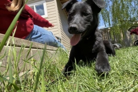 Black Labrador Retriever