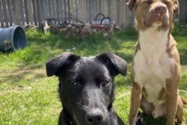 Black Labrador Retriever Black Labrador Retriever