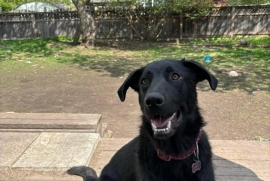 Newfoundland Dog Newfoundland Dog