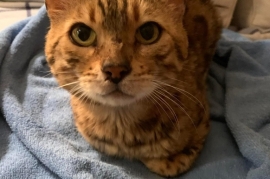 Bengal