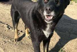 German Shepherd Dog