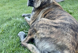 Mixed Breed