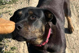 Rottweiler