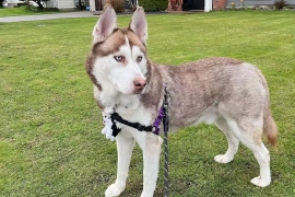 Siberian Husky