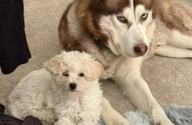 Siberian Husky