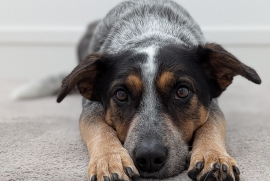 Cattle Dog