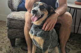 Cattle Dog