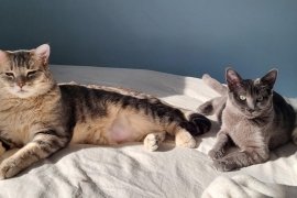 Domestic Short Hair Domestic Short Hair